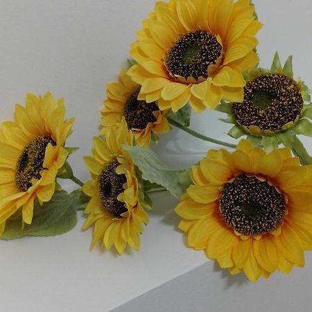 Girasole Grazioli 47 Bed & Breakfast Trento Luaran gambar